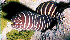 zebra moray